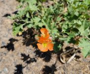 20260604_130826 Munroe's Desert Mallow.jpg