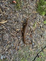 IMG_5952.jpeg