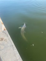 IMG_5498.jpeg