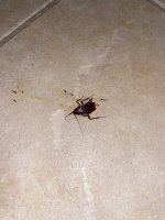 IMG_5486.jpeg