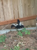 IMG_1380.jpeg