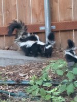 IMG_1373.jpeg