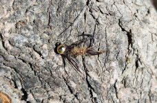 20260611_fly.jpg