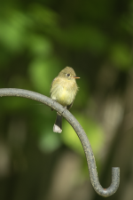 WesternFlycatcher2C2A2688Trim.png WesternFlycatcher2C2A2688Trim.png