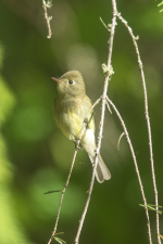 WesternFlycatcher2C2A2707Trim.png WesternFlycatcher2C2A2707Trim.png