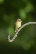 WesternFlycatcher2C2A2695Trim.png