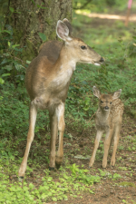 B01Doe&Fawn2C2A2723Trim.png B01Doe&Fawn2C2A2723Trim.png
