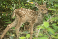 B02CuteFawn2C2A2734Trim.png B02CuteFawn2C2A2734Trim.png