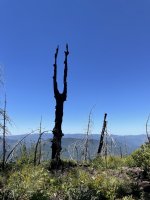 IMG_5965.jpeg IMG_5965.jpeg