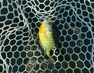 IMG_3587.jpeg IMG_3587.jpeg