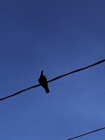 IMG_6707.jpeg