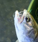 IMG_7271.jpeg