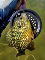 Pumpkinseed.jpg