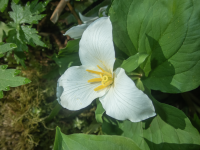 A01PacificTrillium4080028.png