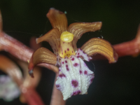 A02SpottedCoralrootOccidentalisFlower5200081.png