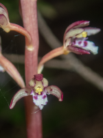 A03SpottedCoralrootMaculata5240128.png
