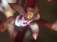 A04aSpottedCoralrootMaculata5310123.png