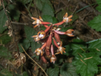 A4bSpottedCoralrootMaculataInflorescence5310198.png