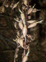A4cWesternCoralrootCapsulesDeveloping6130090.png