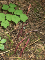 A06aCoralrootStemWBuds5200050.png