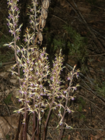 A06bUnusualCoralrootClusterWDriedStemPods.png