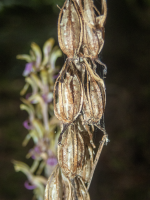 A07UnusualCoralrootDriedPods&Stem.png