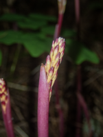 A08FlowerBudsEmergeFromStem.png