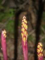 A09CoralrootBudsEmergeFromStems5200089.png