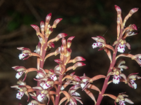 A10SpottedCoralrootInflorescence6050106.png