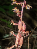 A11SpottedCoralrootFruitCapsules6050232.png