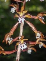 B01SpottedCoralrootOccidentalisInflorescence5200073.png