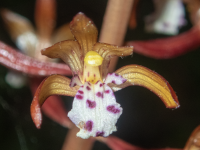 B03SpottedCoralrootOccidentalis5140078-2.png
