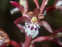 B04SpottedCoralrootOccidentalis6050221.png