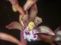 B05SpottedCoralrootOccidentalis6130079.png