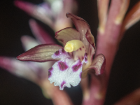 B06SpottedCoralrootOccidentalis6130068.png