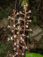 B07SpottedCoralrootOzettensisInflorescences6130012.png