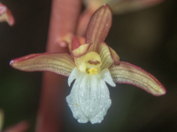 B08SpottedCoralrootOzettensis6050015.png
