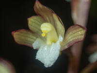 B09SpottedCoralrootOzettensis6130011.png