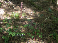 B10SpottedCoralrootHabitatP6130076.png