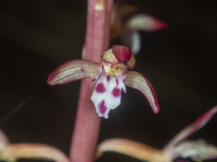 B11SpottedCoralrootMaculata6100057.png