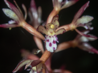 B12SpottedCoralrootMaculata6130084.png