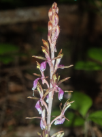 B13WesternCoralrootInflorescence5240063.png