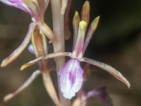 B14PacificCoralroot5140034.png