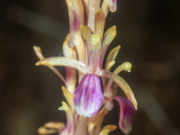 B15WesternCoralroot5240035.png