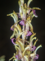 B16UnusualCoralrootFlowers5200027Trim.png