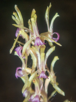 B17UnusualCoralroot5240097.png