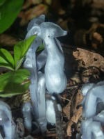 GhostPipe6130016Trim.png