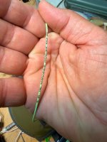 IMG_2178.jpeg