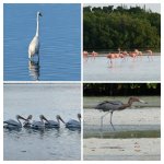 91729623-0ABC-47E4-AF35-DE980303B1D3-COLLAGE.jpeg
