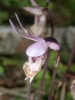 FairySlipper6010180Trim.png